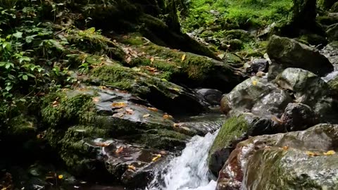 nature