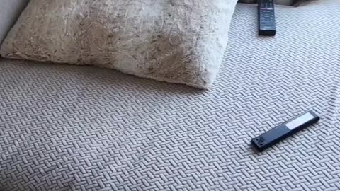 Chilly Frenchie Snores Between Couch And Heater
