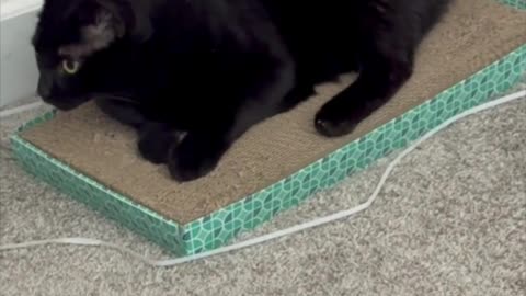 Pretty Precious Piper Adds Cuteness to the Office - Adopting a Cat from a Shelter Vlog #shorts