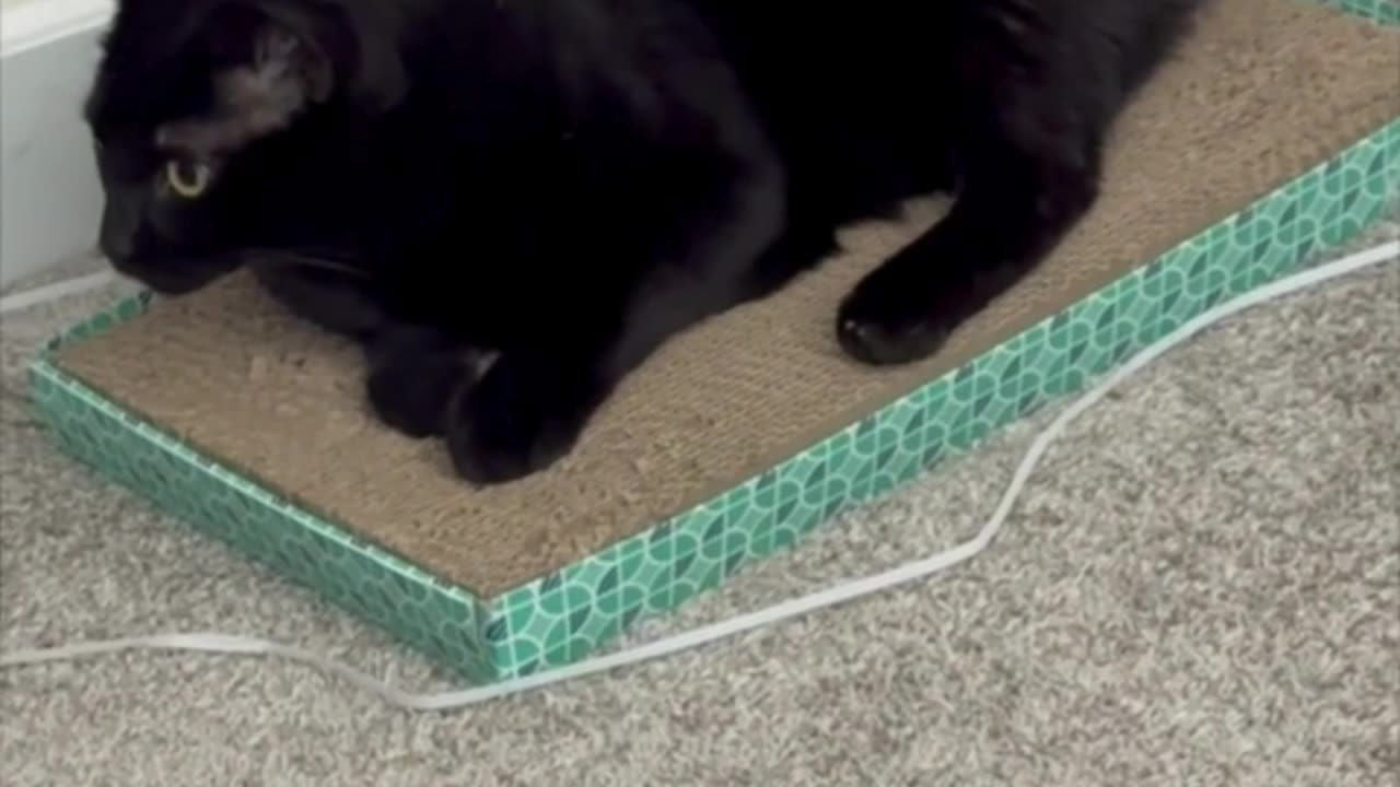 Pretty Precious Piper Adds Cuteness to the Office - Adopting a Cat from a Shelter Vlog #shorts