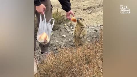 💖 30 Minutes of ADORABLE Wild Animals 🐻 _ Funny Pet Videos