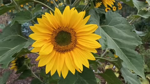 Sunflower