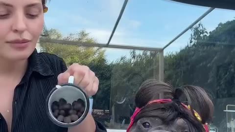😂🥳 You Won't Believe This Adorable Hippo's Meal Choices! | FunFM