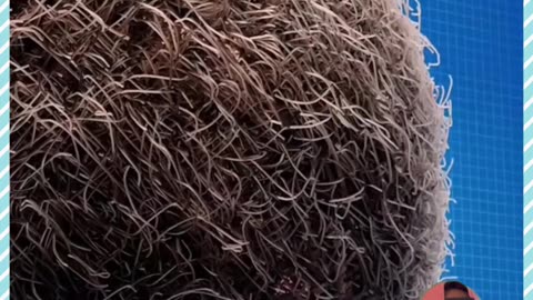 Mira lo que pasa si dejas de cepillar tu cabello