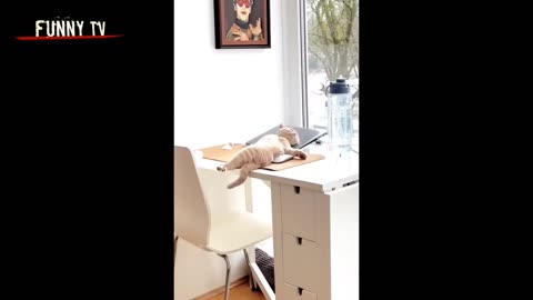 top 5 funny cat moments!!!😂😂😂