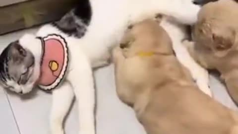 Strange Family
