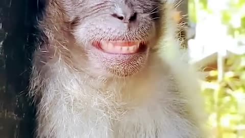 Monkey funny face