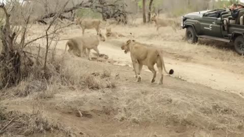 Lion vs Buffalo — Epic Wildlife Showdown Caught on Camera