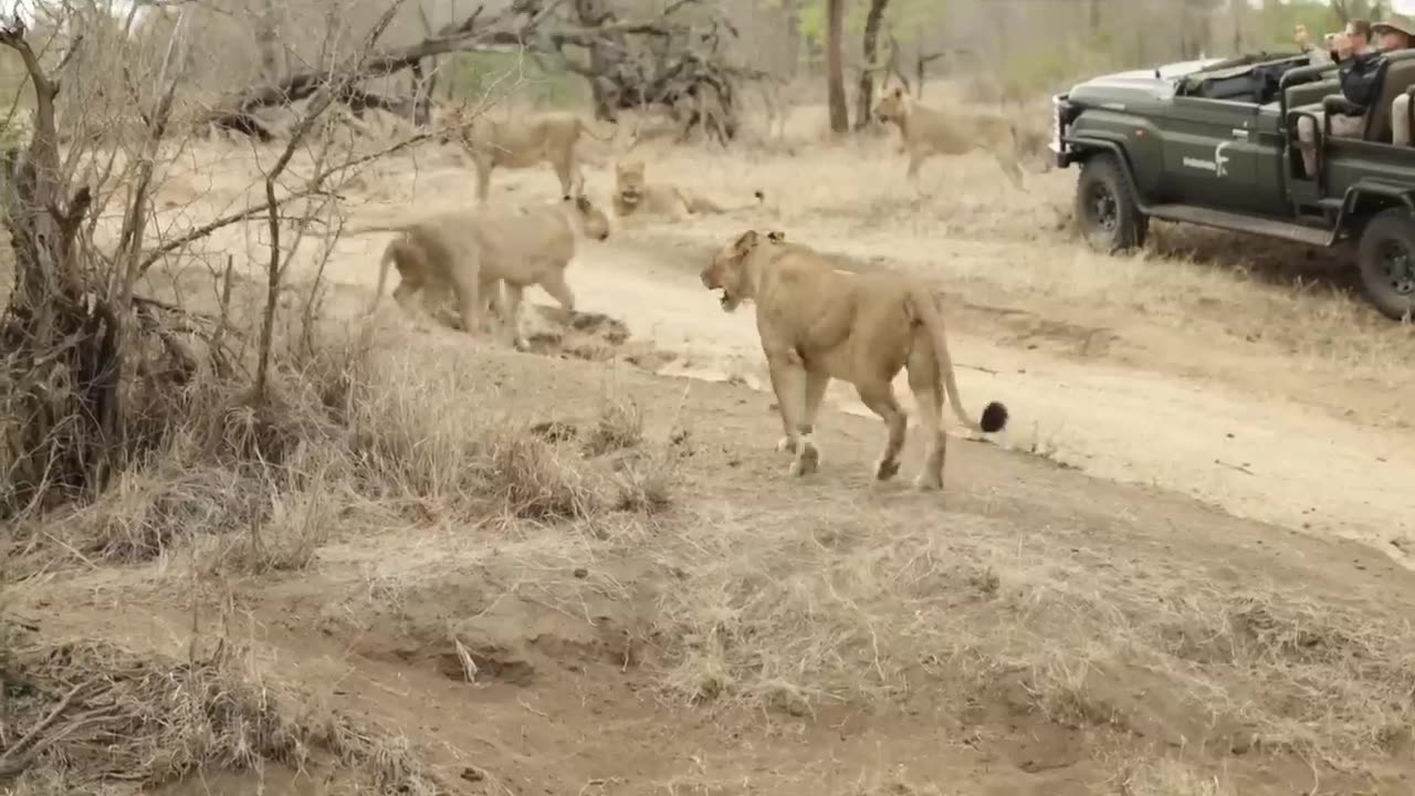 Lion vs Buffalo — Epic Wildlife Showdown Caught on Camera