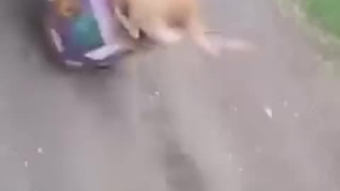 Funny videos of dogs 🤣🐕