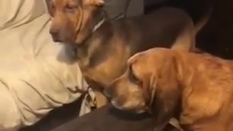 😂🐶 The Funniest Sibling Moment Ever! | FunFM