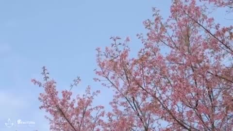 relaxaxing music part 3