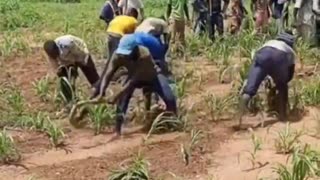 Five work, twenty watch. How will harvest end?