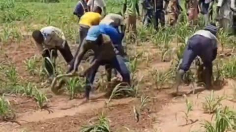 Five work, twenty watch. How will harvest end?
