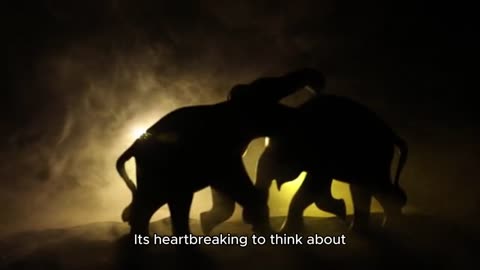 Animals don’t belong in circuses or folklore events