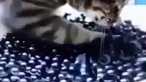 “You Won’t Believe What This Cat Did for a Treat! 😂🐾”