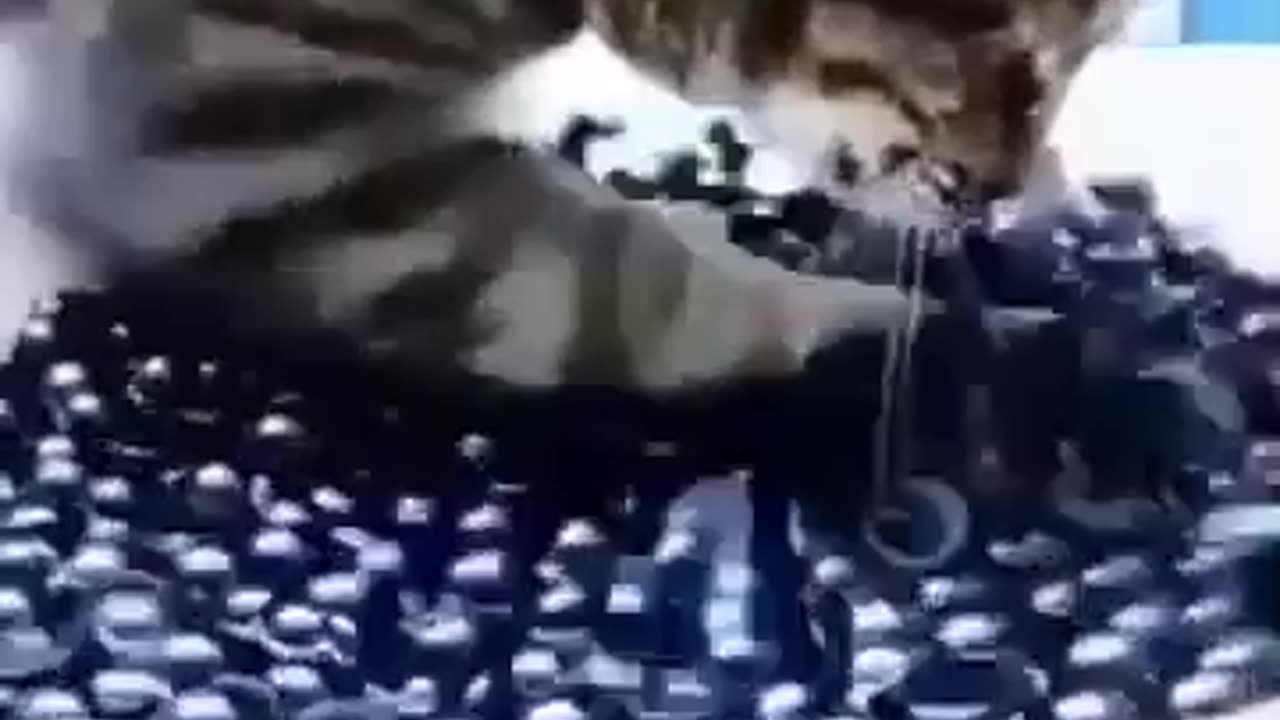 “You Won’t Believe What This Cat Did for a Treat! 😂🐾”