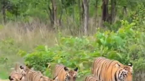 A Tigress and Her Five Thriving Cubs