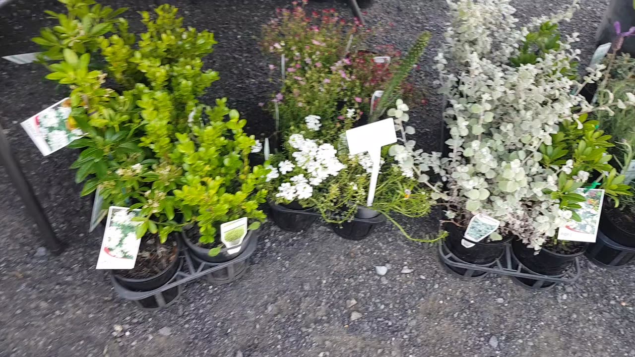 Whats Available at the market 2/11/2025