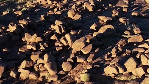 Contempla la planta de resurrección de Namibia