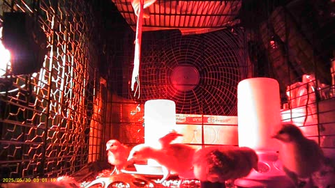 New Digs for the Not-So-Baby Chicks Day 10 part 05