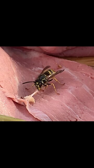 Yellowjacket wasp eating meat
