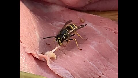 Yellowjacket wasp eating meat