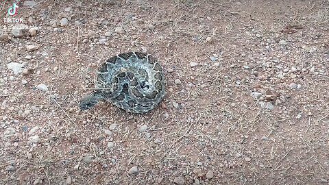Western Diamondback Rattlesnake