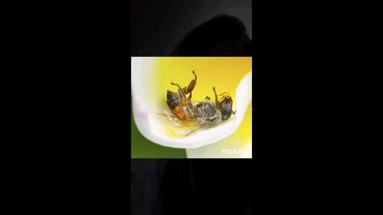 Massive Honeybee Die-Off Across the U.S. Blamed on Toxic Pesticides