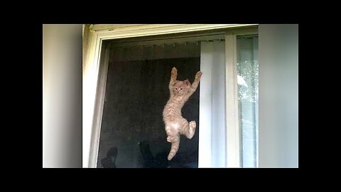 COLLECTION of the FUNNIEST VIDEOS EVER! - You will LAUGH ALL DAY