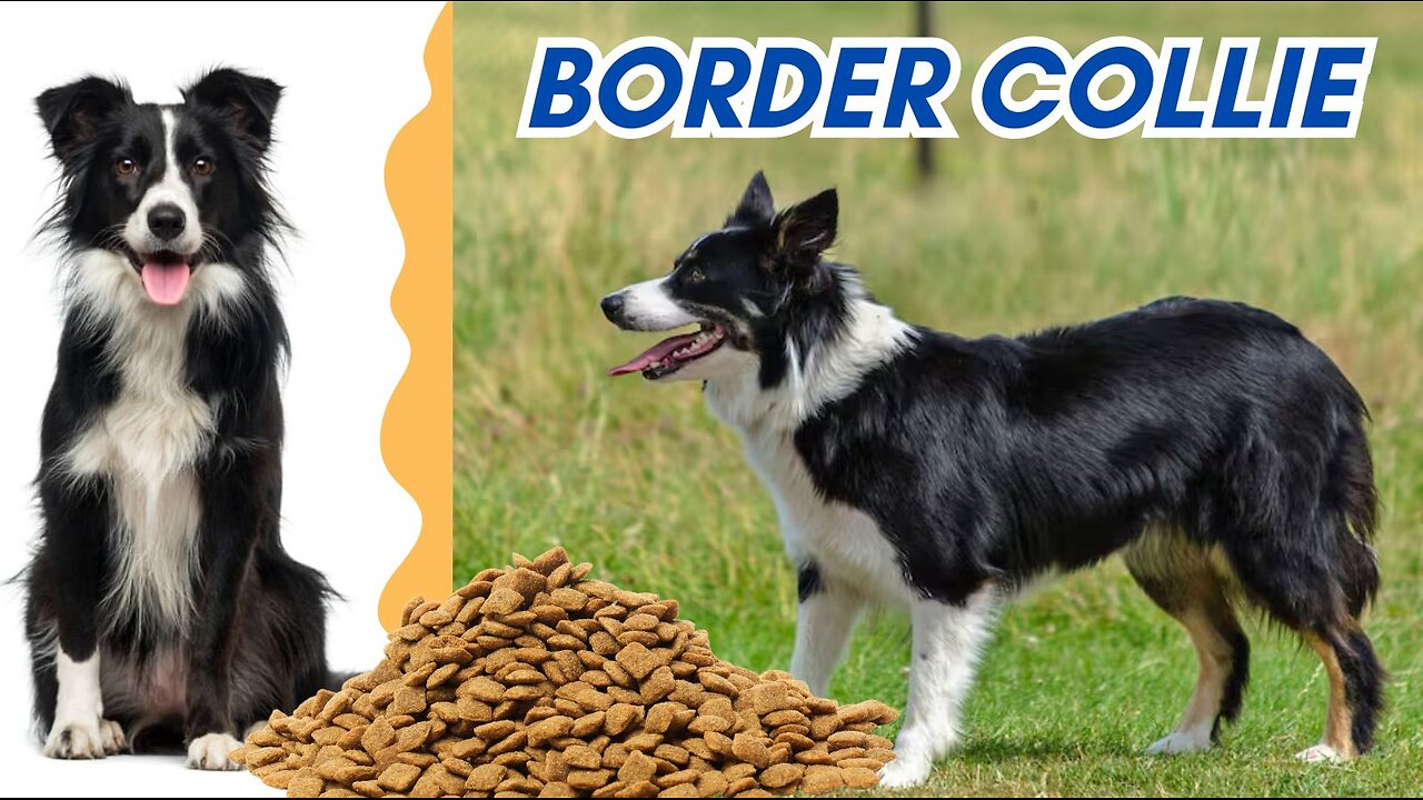 🐾 “Border Collie: El perro más inteligente del mundo”
