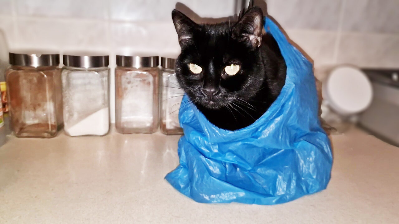 Kitten Luna loves my shopping plastic bags