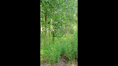 satisfying Video