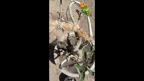 How to collect adenium plant seeds and grow