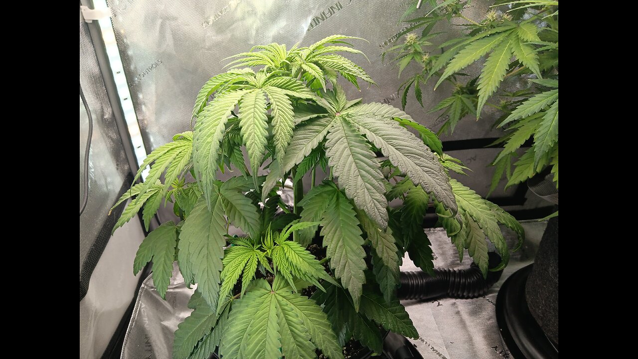 Fruity pebbles week 5 day 3