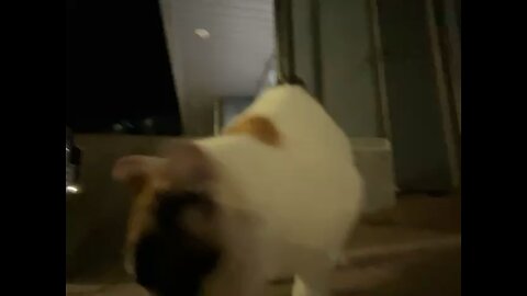Cute cat loves the treat