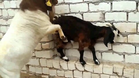 The amazing intelligence of goats