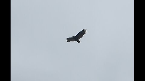 🦅 Let The Bodies Hit The Floor - Drowning Pool 🦅