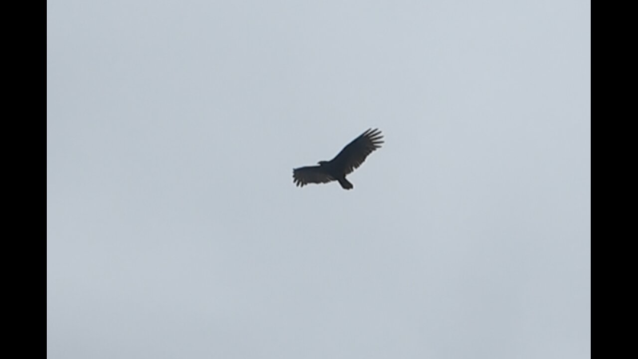 🦅 Let The Bodies Hit The Floor - Drowning Pool 🦅