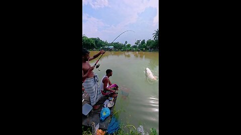 Rohu Fishing Video