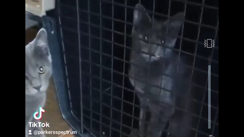 My cats doppelganger?