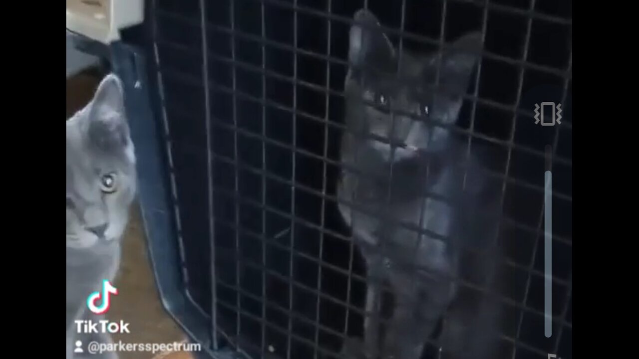 My cats doppelganger?