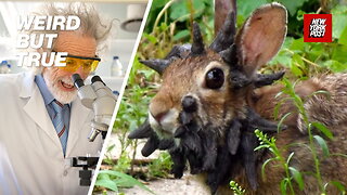 Are 'horned' rabbits a sign of the Apocalypse? Scary virus explained | Weird But True
