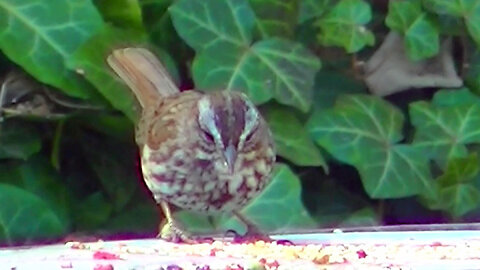 IECV NV #802 - Song Sparrow And House Sparrows Eating Seeds 4-4-2019