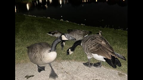 10 The Magic of Swan 🦢 Lake ♥️