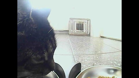 Hidden foodcam cat