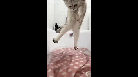 Cute cat bathing time