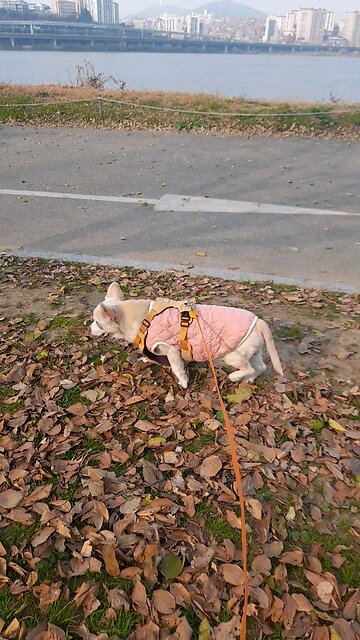 20251124. Jesus Christ Is KING.