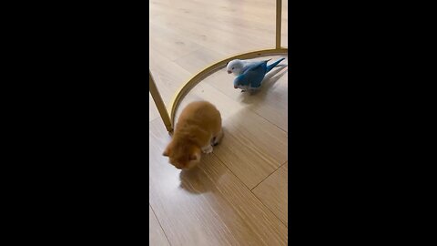 Don't bother others.🐈🤺🦜🤣