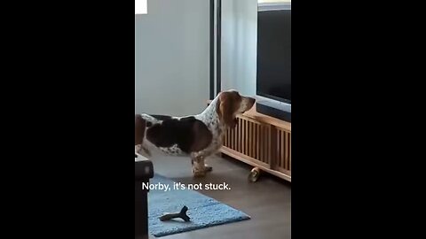 Funny animals and critters